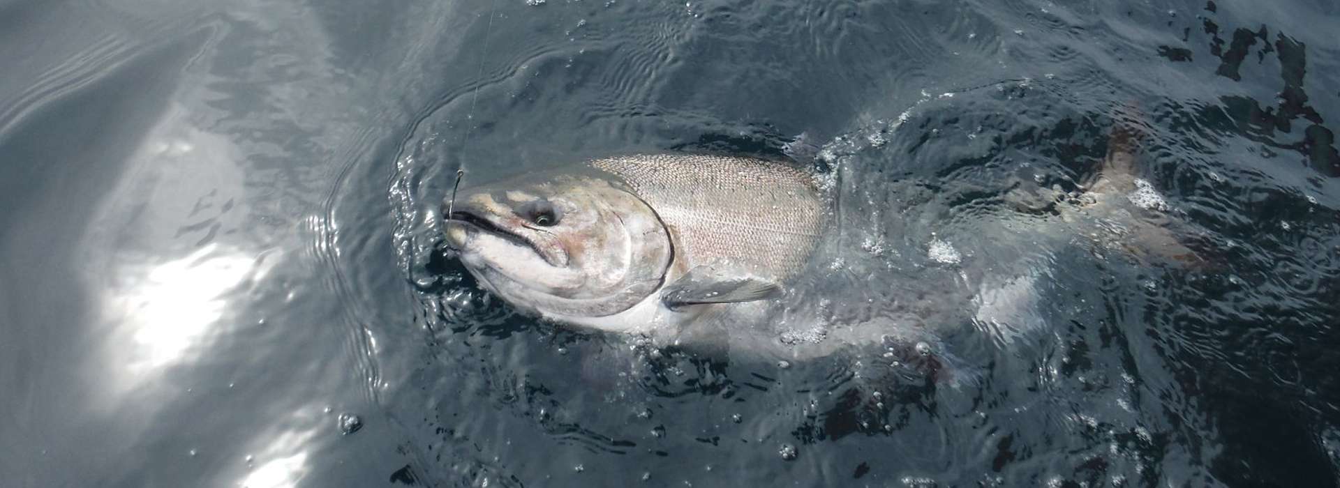 About The Fishing About The Fishing