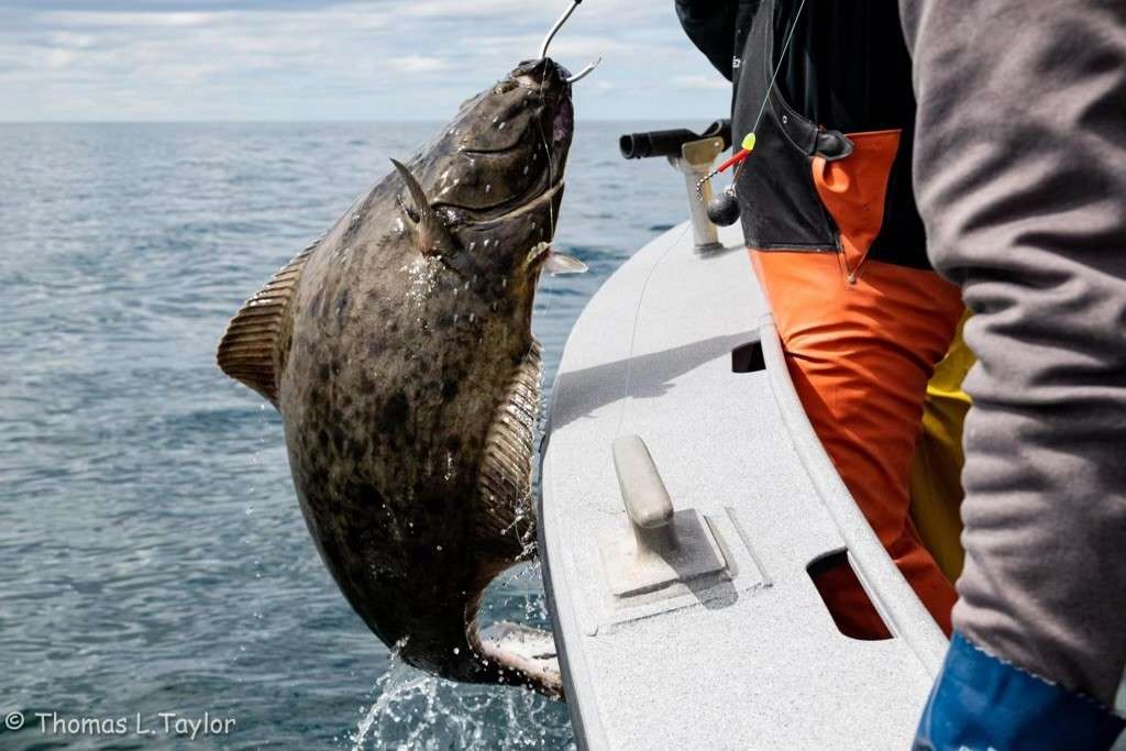 10 Salmon & halibut fishing ideas